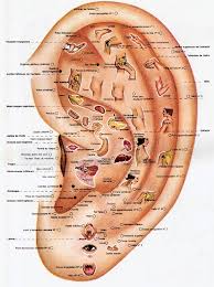 Oreille reflexologie