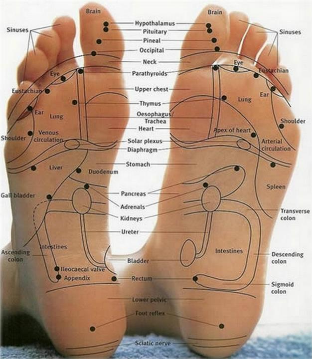 Re flexologie illustration